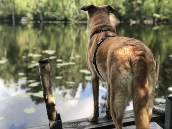 Dog standing in lake