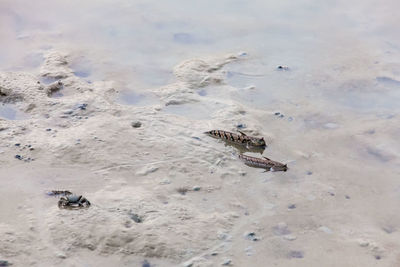 High angle view of crab on sand