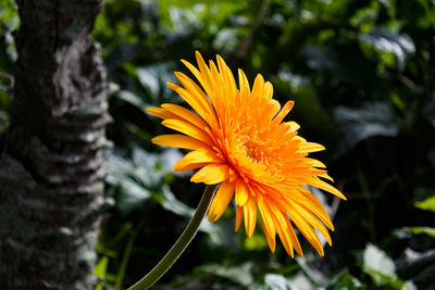 Close-up of yellow flower in bloom