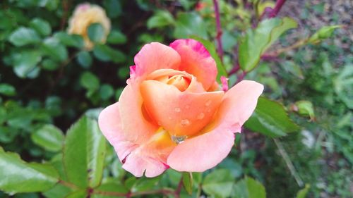 Close-up of pink rose