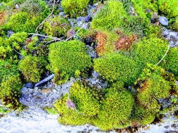 High angle view of plants growing in water
