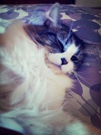 Close-up portrait of cat