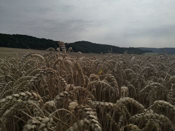 High angle view of stalks in field against sky