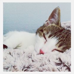 Cat resting on tiled floor