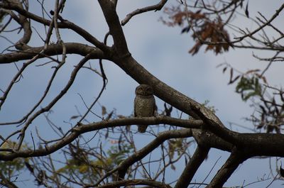 Low angle view of bird perching on tree against sky