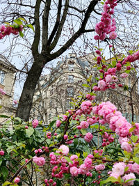 Close-up of pink cherry blossoms in spring