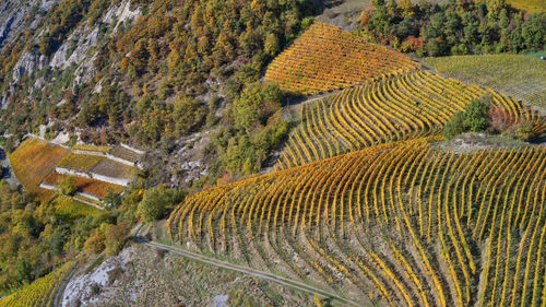 High angle view of agricultural field