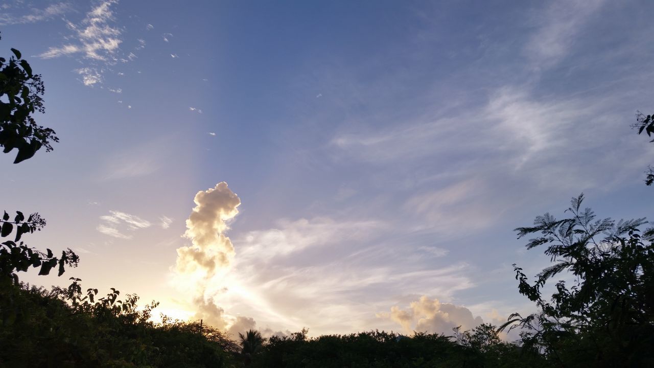 LOW ANGLE VIEW OF TREES AGAINST SKY