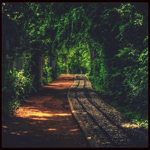 Footpath in forest