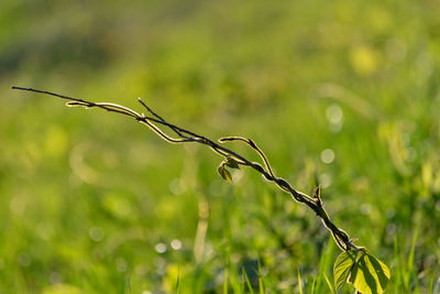 Close-up of plant