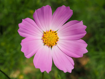 Close-up of pink cosmos flower