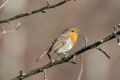 Close-up of robin perching on branch singing.