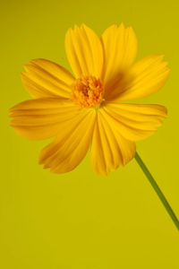 Close-up of yellow flower over white background