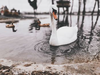 Swan swimming in lake