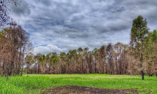 Trees on field against sky