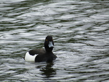 Close-up of swan swimming in lake