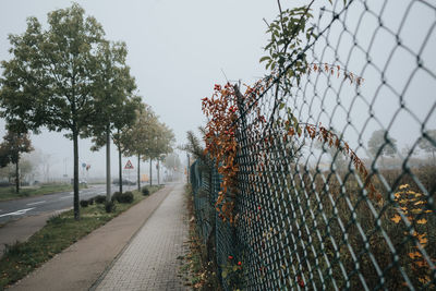 Trees growing by chainlink fence against sky