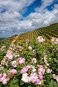 Pink flowering plants on land against sky