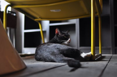 Cat sitting on floor