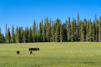 View of sheep grazing in field