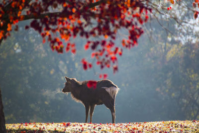 Dog standing on field during autumn