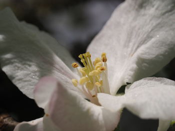 Close-up of butterfly on white flower