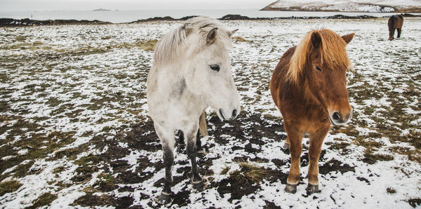 Horses on snow covered land