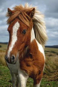 Close-up of a horse on field