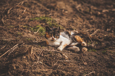 High angle view of cat outdoors