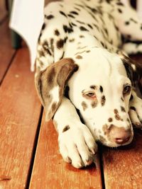 Close-up portrait of dalmatian dog lying down on hardwood floor
