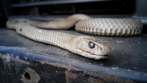 Close-up of snake