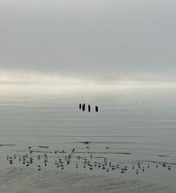 Flock of birds on sea against sky