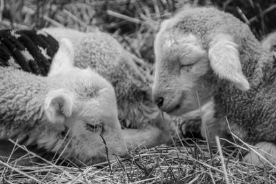 Close-up of sheep