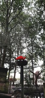 Low angle view of red cross on tree