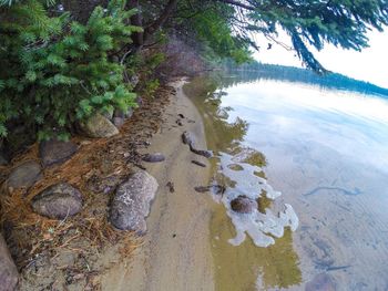 Scenic view of sea with trees in background