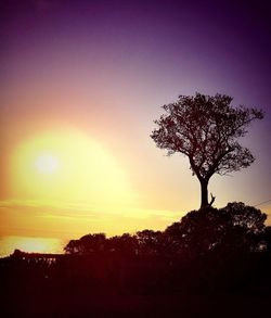 Silhouette of trees at sunset