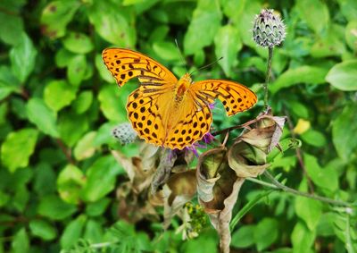 Close-up of butterfly pollinating on flower