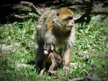 Monkey sitting on rock