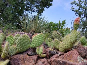 Close-up of cactus growing on field