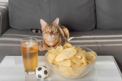 Cat fan watching football at home with beer and chips.