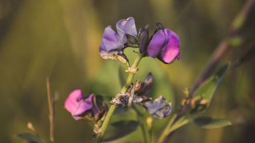 Close-up of purple flowering plant