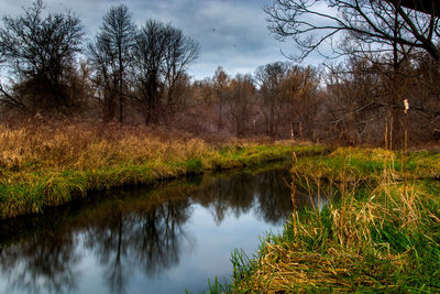 Scenic view of lake in forest