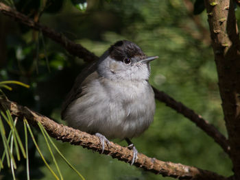 Close-up of bird perching on branch