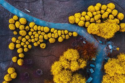 Aerial view of yellow trees on field