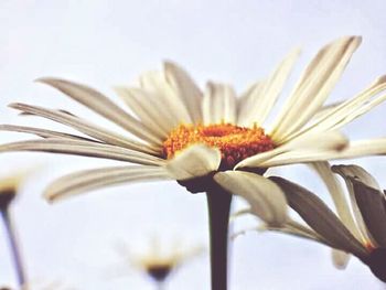 Close-up of white flowers blooming outdoors