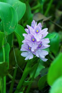 Close-up of purple flower blooming outdoors