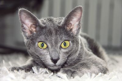 Close-up portrait of black cat lying on bed