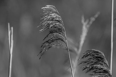 Close-up of wheat plant