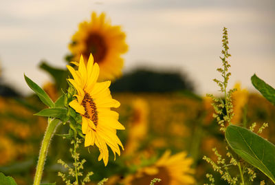 Close-up of yellow flowering plant on field