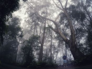 Trees in forest against sky